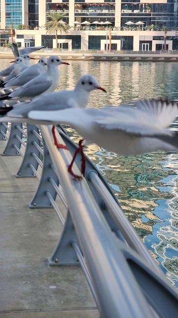 взмах крыла