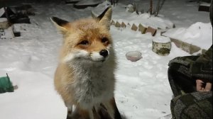 (1205) Лиса приходит в гости. Декабрь 2025