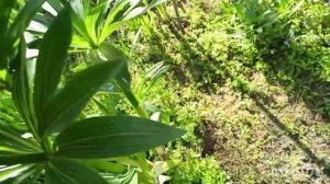 Как посадить и размножить лилии МАРТАГОНЫ