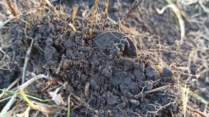 КОПЕЙКА Александра 2. КОП МОНЕТ ВИДЕО. #коп #монеты #поискмонет #кладоискатель