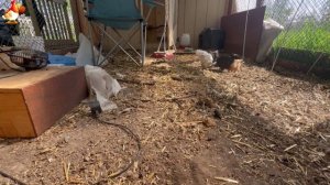 Любовь птицевода к Курочкам 🐥🐔🥚 Нежное видео 🐓 Версия (94)