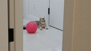 Сборка шведской стенки New Age с опорой на пол. Навесной турник с кольцами и верёвочной лестницей.