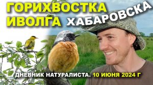 Сибирская горихвостка и хвост китайской иволги. Хабаровск. 10.06.2024