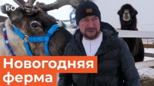 Ослы из «Шрека», северные олени и редкие тяжеловозы: как живет самая необычная ферма под Казанью