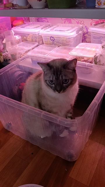 scene_output.mp смотреть онлайн