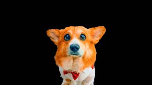 ТРИ ПОСЛЕДНИХ ВИДЕО ВЕЛИКОГО КОРЖИКА! Уже 3 месяца его нет с нами