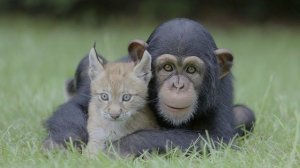 животные в природе HDR