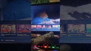 жизнь 🐹 хомяка 🐹