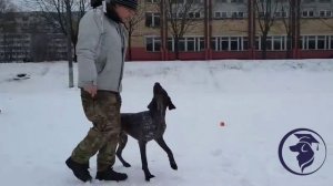 Дрессировка по курсу СОБАКА-КОМПАНЬОН.