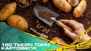 Южноуральские аграрии собрали почти 150 тысяч тонн картофеля