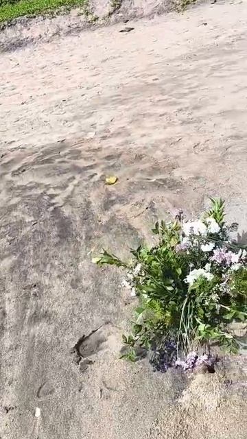 Индийский океан в декабре 2025 года. Большая черепаха на берегу умерла. Индуся принесли цветы.