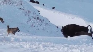 Молодые волки напали на зубрят в горах Сочи и попали на видео