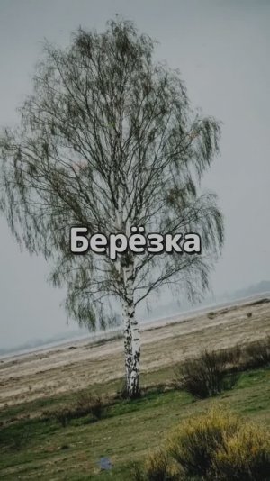Берёзка