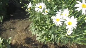 РОМАШКА ГИГАНТ И УХОД ЗА НЕЙ