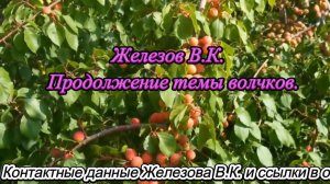 Железов В.К.  Продолжение темы волчков.