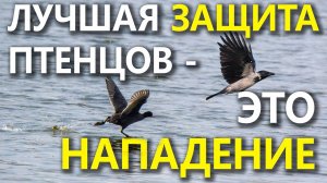 Лысухи и Чомги защищают потомство