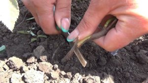 Как приввивать розы.