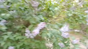 Восточная сирень