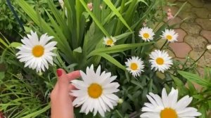 Ромашка садовая. Как получить крупный и высокий цветок