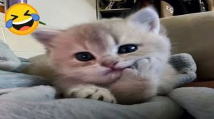 Смешные коты и собаки 😂 Самые прикольные и уморительные моменты!