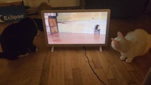 Реакция кошек на мышь в мониторе