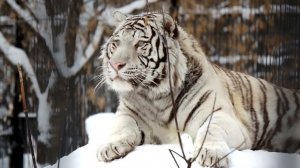 Бенгальский тигренок Кови наводит чистоту после сытного ужина.