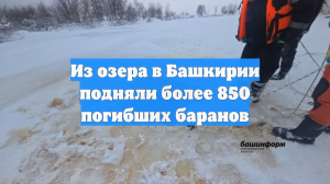 Из озера в Башкирии подняли более 850 погибших баранов