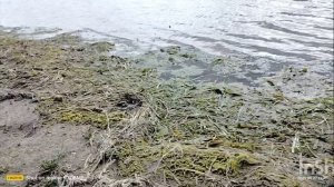 РЫБАЛКА АСТРАХАНЬ 2025 ДВОЕ в ПАЛАТКЕ и СОБАКЕН на АХТУБЕ заключительная часть