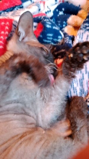 ыыы трансляция