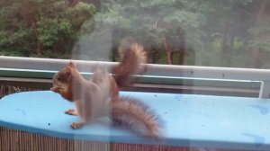 Белка с бельчатами на балконе кушают орешки