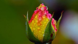 Незабываемые кадры природы после дождя