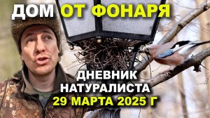 Дом от фонаря. Сойка. Дневник натуралиста. Царицыно. 29.03.2025