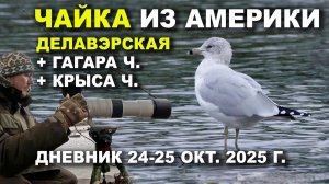 Делавэрская чайка и другие залётные. Дневник 25.10.25.