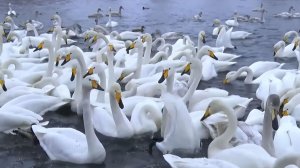 Лебеди прилетели на зимовку на незамерзающее озеро Светлое на Алтае