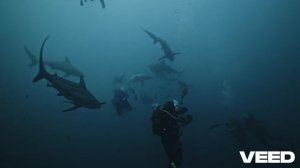 BallaDonna - The Door of Solitude