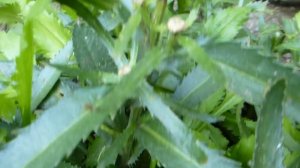 Ромашка Махровая. Отцвела что делать