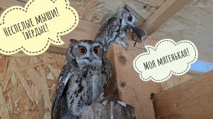 Проверяю всех сов на улице в -15°. Кто не успел, тот еду отморозил!