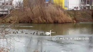 Лебедь останется зимовать на водоёме 24.12.25.
