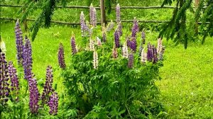 Люпины до и после дождя