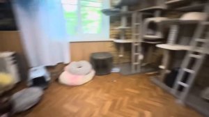 Анфиса стала ТАКАЯ ПРЫГУЧАЯ, что я не могу сделать кашу, Фиса успевает быстрее)))