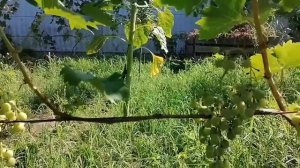 Отличие винограда Рошфор от Кардинала