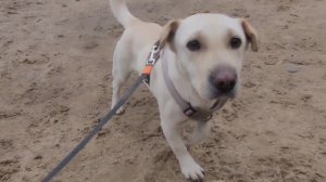 LIVE*PITER: Новые питомцы появились в приюте, идём гулять с ними...