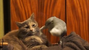 Котики и непредсказуемые птицы