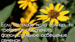 Гелиопсис. Желтая ромашка. Посадка и уход в открытом грунте