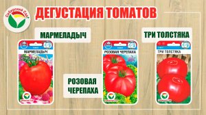 Дегустация томатов: Мармеладыч, Розовая черепаха, Три толстяка