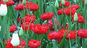 Для любителей, цветов !