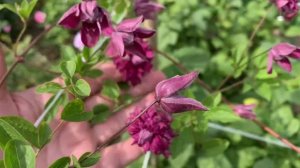 Клематис Пурпуреа Плена Элеганс махровый мелкоцветковый