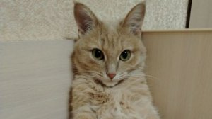 РАЗВИВАЕМ КЛАН ДО ТОПА В МАЙНКРАФТ, ЗА ПОДПИСКУ НА КАНАЛ БОНУС!