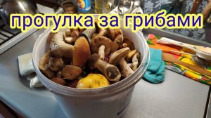 Белые,и др. грибы. Как искать???легко!!!