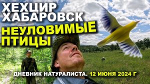 Хехцир. Хабаровск. Неуловимые птицы. Дневник 12.06.2024